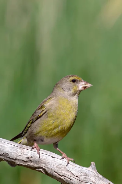 Bell Uccello Verdone Europeo Cloruro Cloruro Sfondo Verde Natura — Foto Stock