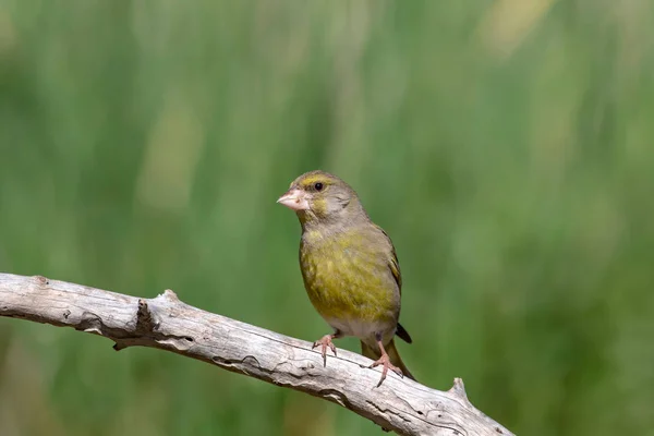 Ładny Ptak Europejskiej Greenfinch Chloris Chloris Zielone Tło Przyrodnicze — Zdjęcie stockowe