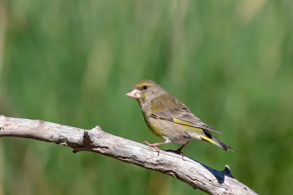 Lindo Pájaro Greenfinch Europeo Cloris Cloris Fondo Naturaleza Verde —  Fotos de Stock