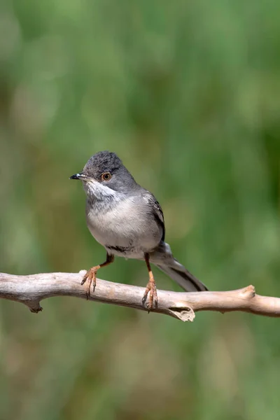 Cute bird. Natural background. Bird: Ruppell\'s Warbler. Sylvia rueppelli.