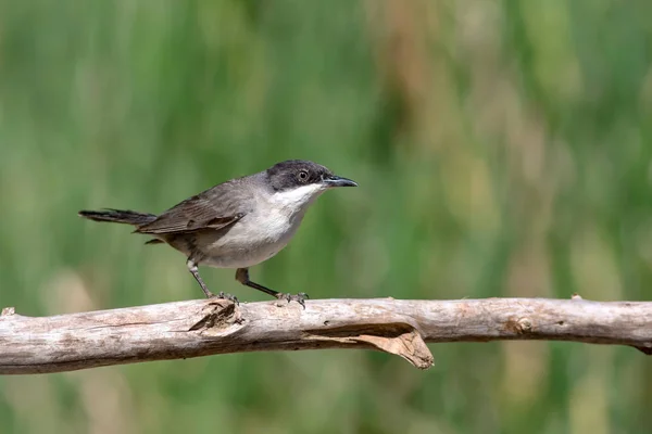 Pássaro Giro Fundo Natural Ruppell Warbler Sylvia Rueppelli — Fotografia de Stock