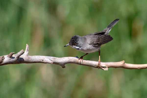 Cute Bird Green Nature Background Bird Eurasian Blackcap Sylvia Atricapilla — Stock Photo, Image