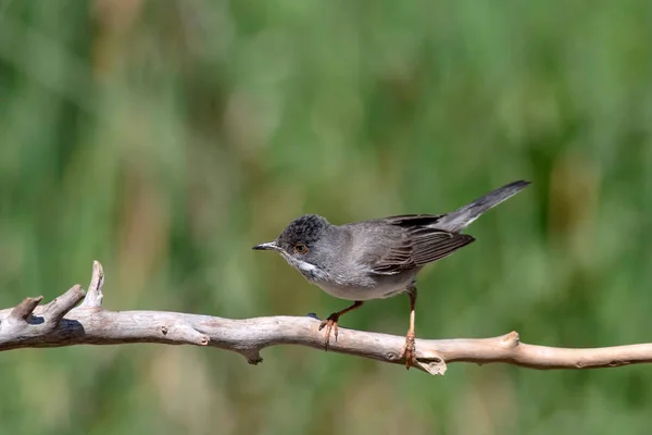 Cute bird. Green nature background. Bird: Eurasian Blackcap. Sylvia atricapilla.