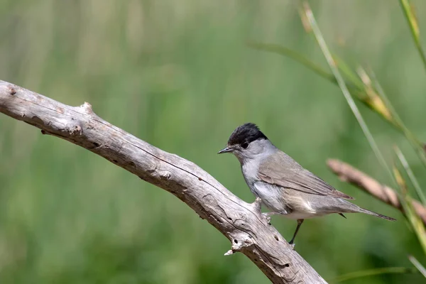 Cute bird. Green nature background. Bird: Eurasian Blackcap. Sylvia atricapilla.