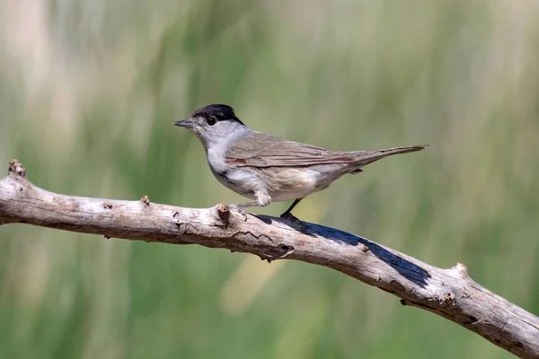 Cute Bird Green Nature Background Bird Eurasian Blackcap Sylvia Atricapilla — Stock Photo, Image