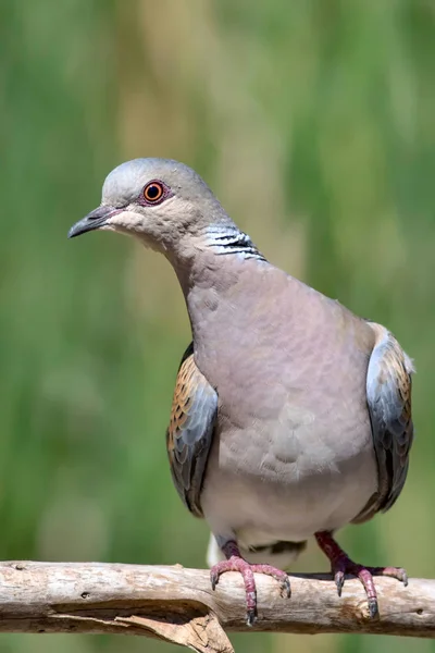 Bonito Pájaro Europeo Tortuga Paloma Fondo Naturaleza Verde Streptopelia Turtur —  Fotos de Stock