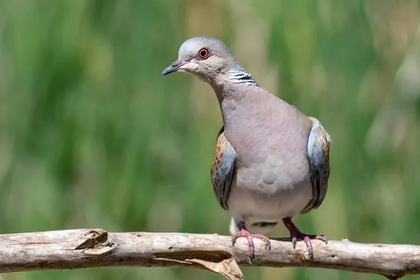 Bonito Pájaro Europeo Tortuga Paloma Fondo Naturaleza Verde Streptopelia Turtur —  Fotos de Stock