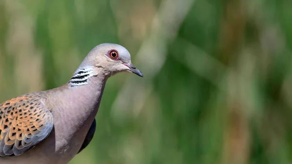 Bonito Pájaro Europeo Tortuga Paloma Fondo Naturaleza Verde Streptopelia Turtur —  Fotos de Stock