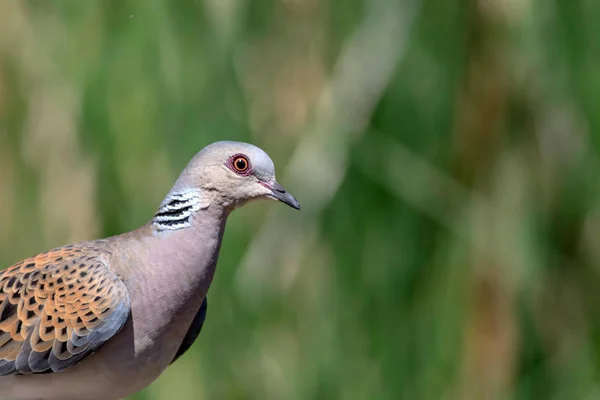 Bonito Pájaro Europeo Tortuga Paloma Fondo Naturaleza Verde Streptopelia Turtur —  Fotos de Stock