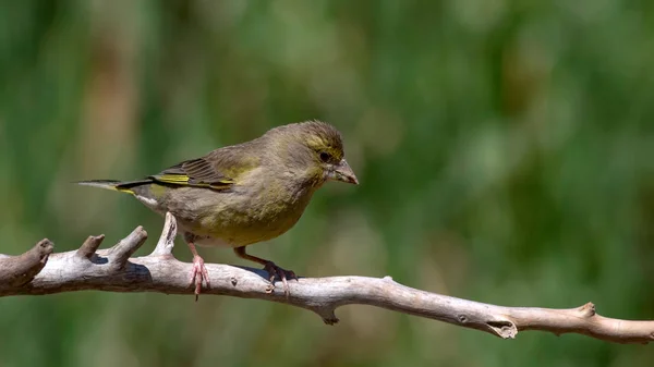 Joli Oiseau European Greenfinch Chloris Chloris Fond Vert Nature — Photo