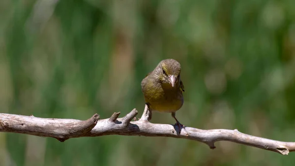 Ładny Ptak Europejskiej Greenfinch Chloris Chloris Zielone Tło Przyrodnicze — Zdjęcie stockowe