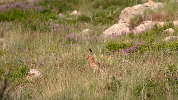 Wild rabbit. Cute animal wild European Hare. Natural background. Lepus europaeus.