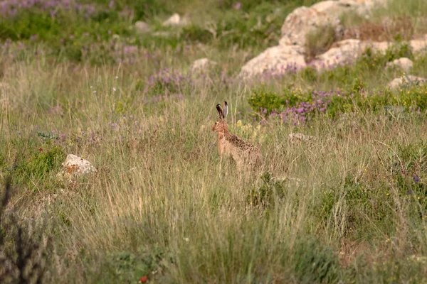 Wild rabbit. Cute animal wild European Hare. Natural background. Lepus europaeus.