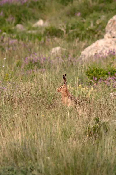 Wild rabbit. Cute animal wild European Hare. Natural background. Lepus europaeus.