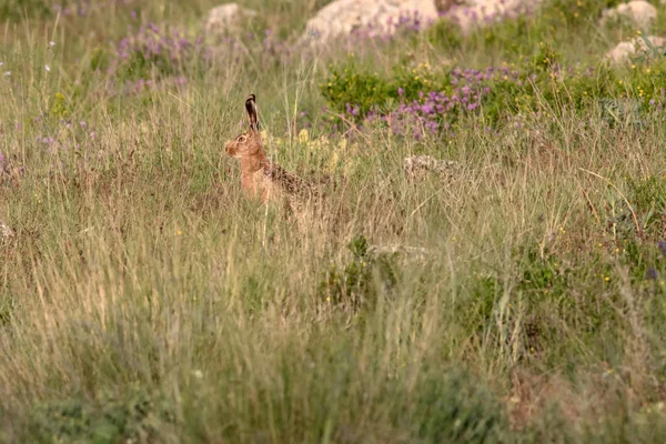 Wild Rabbit Cute Animal Wild European Hare Natural Background Lepus — Stock Photo, Image