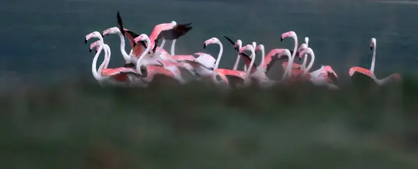 Flamingos Fundo Natureza Pássaro Flamingo Maior Phoenicopterus Roseus — Fotografia de Stock