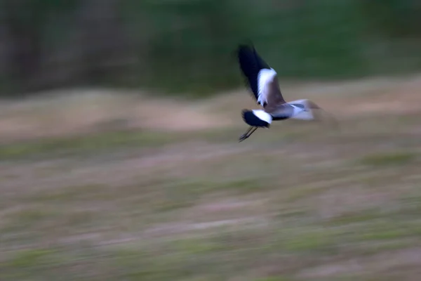 Pájaro Volador Lapwing Alado Vanellus Spinosus Fondo Naturaleza — Foto de Stock