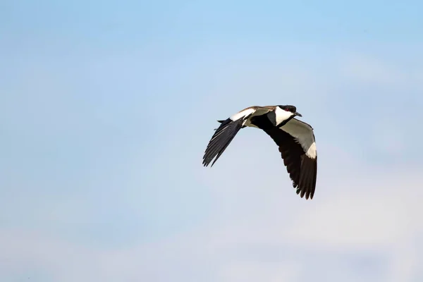 Flying Bird Spur Winged Lapwing Vanellus Spinosus Nature Background — Stock Photo, Image