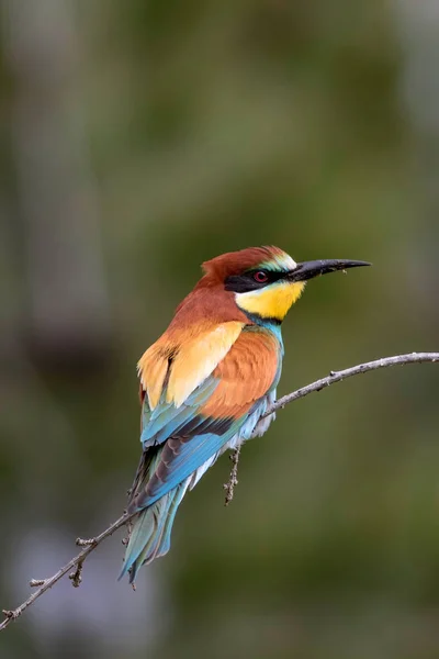 五颜六色的鸟 绿色自然背景 欧洲蜜蜂食客 梅洛普斯阿皮亚斯特 — 图库照片