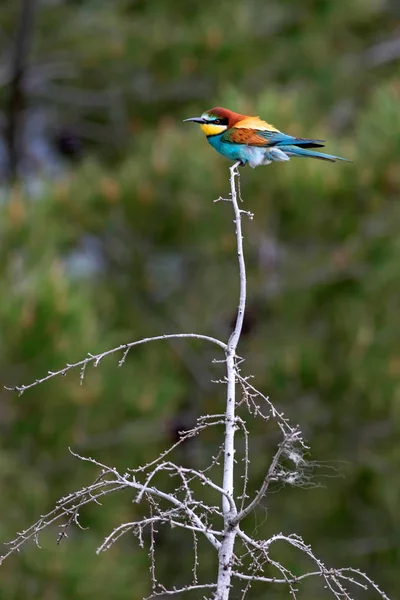 Colorful bird. Green nature background. Bird: European Bee eater. Merops apiaster.