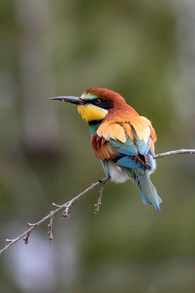 Colorful Bird Green Nature Background Bird European Bee Eater Merops — Stock Photo, Image