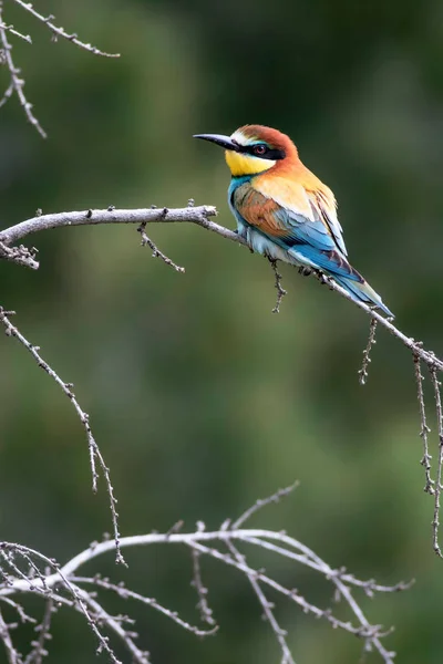 五颜六色的鸟 绿色自然背景 欧洲蜜蜂食客 梅洛普斯阿皮亚斯特 — 图库照片