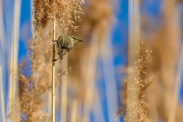 Uccello Carino Habitat Canne Gialle Sfondo — Foto Stock