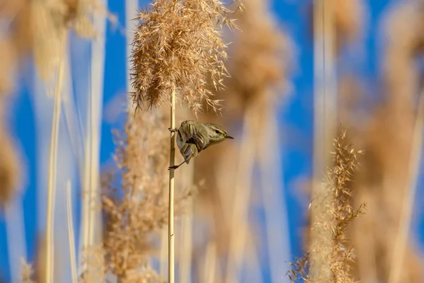 Niedlichen Vogel Und Lebensraum Gelbes Schilf Hintergrund — Stockfoto