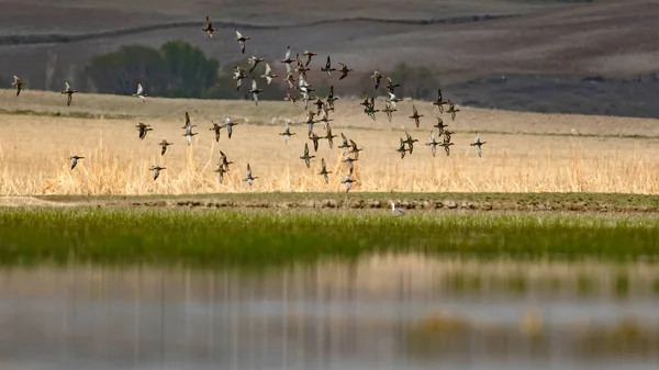 Flying Ducks Colorful Nature Background — Stock Photo, Image