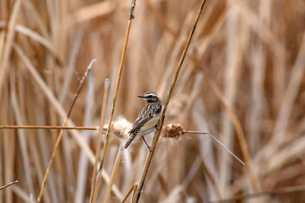 Niedlicher Vogel Schwarzkehlchen Saxicola Rubicola Hintergrund Lebensraum Natur — Stockfoto