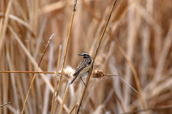 Söt Fågel Europeiska Stonechat Eukaryoter Natur Habitat Bakgrund — Stockfoto