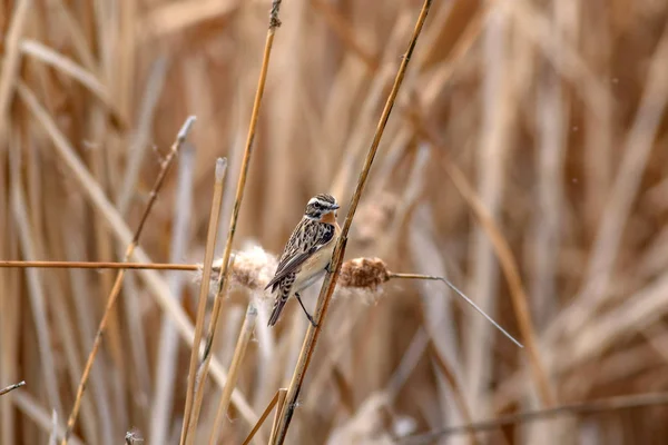 Söt Fågel Europeiska Stonechat Eukaryoter Natur Habitat Bakgrund — Stockfoto