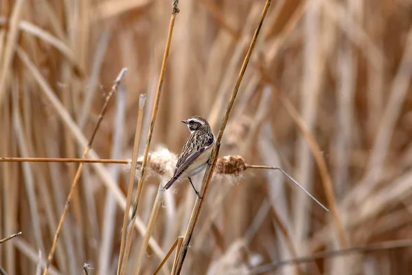 Ładny Ptak European Stonechat Systematyka Rubicola Tło Siedlisk Przyrodniczych — Zdjęcie stockowe