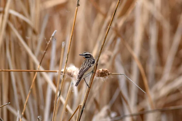 Söt Fågel Europeiska Stonechat Eukaryoter Natur Habitat Bakgrund — Stockfoto