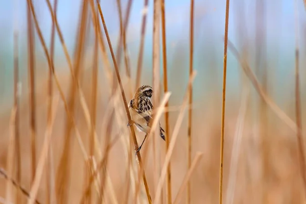 Joli Oiseau European Stonechat Saxicola Rubicola Nature Habitat Fond — Photo