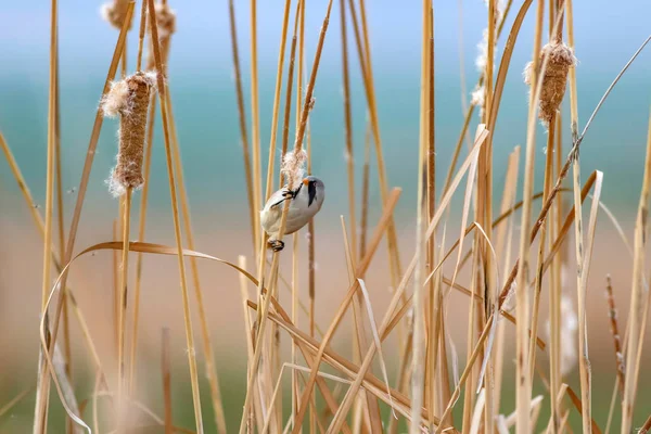 Lindo Pájaro Barbudo Reedling Fondo Amarillo Naturaleza —  Fotos de Stock