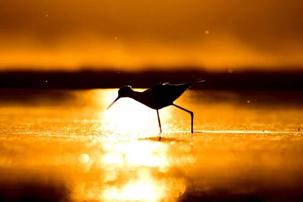 Naturaleza Atardecer Pájaro Fondo Naturaleza Atardecer Pájaro Acuático Común Stilt — Foto de Stock