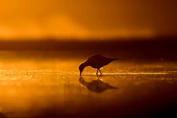 Zonsondergang Natuur Vogel Sunset Natuur Achtergrond Gemeenschappelijk Watervogel Zwart Gevleugelde — Stockfoto