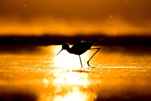 Tramonto Natura Uccello Tramonto Sfondo Natura Uccello Acqua Comune Alato — Foto Stock