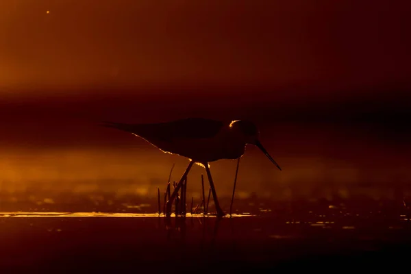 Sonnenuntergang Natur Und Vogel Sonnenuntergang Natur Hintergrund Gewöhnlicher Wasservogel Schwarze — Stockfoto