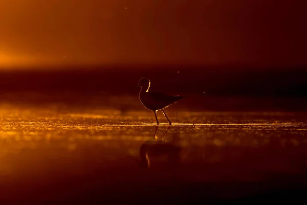 Sunset nature and bird. Sunset nature background. Common water bird: Black winged Stilt. Himantopus himantopus.