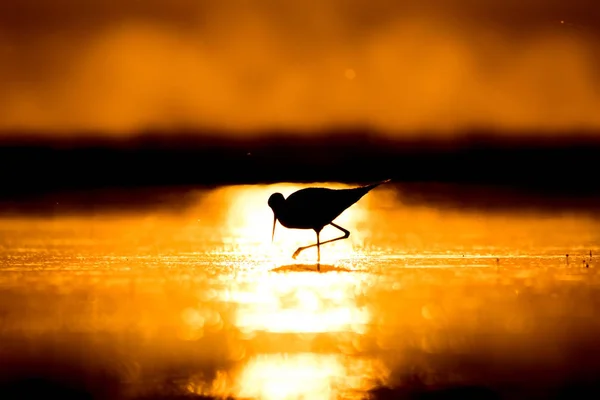 Tramonto Natura Uccello Tramonto Sfondo Natura Uccello Acqua Comune Alato — Foto Stock
