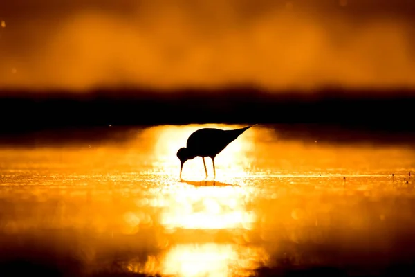 Solnedgång Natur Och Fågel Solnedgång Natur Bakgrund Vanligt Bevattna Fågeln — Stockfoto