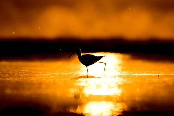 Sonnenuntergang Natur Und Vogel Sonnenuntergang Natur Hintergrund Gewöhnlicher Wasservogel Schwarze — Stockfoto