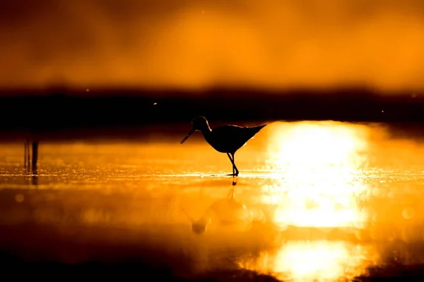 Naturaleza Atardecer Pájaro Fondo Naturaleza Atardecer Pájaro Acuático Común Stilt — Foto de Stock