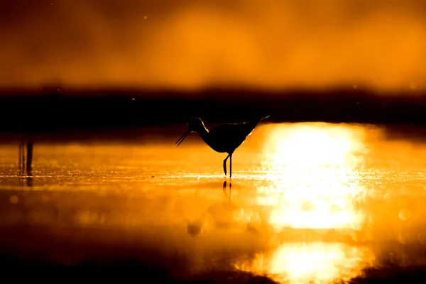 Sonnenuntergang Natur Und Vogel Sonnenuntergang Natur Hintergrund Gewöhnlicher Wasservogel Schwarze — Stockfoto