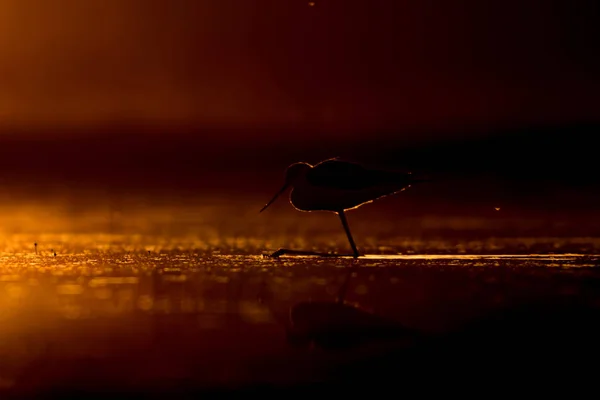 Solnedgång Natur Och Fågel Solnedgång Natur Bakgrund Vanligt Bevattna Fågeln — Stockfoto