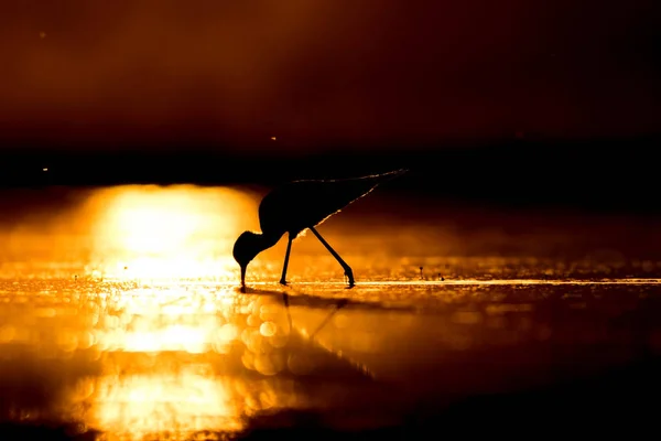 Sunset nature and bird. Sunset nature background. Common water bird: Black winged Stilt. Himantopus himantopus.