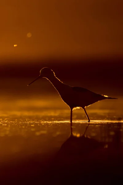 Zonsondergang Natuur Vogel Sunset Natuur Achtergrond Gemeenschappelijk Watervogel Zwart Gevleugelde — Stockfoto