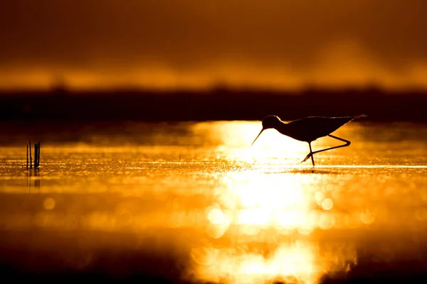 Sonnenuntergang Natur Und Vogel Sonnenuntergang Natur Hintergrund Gewöhnlicher Wasservogel Schwarze — Stockfoto